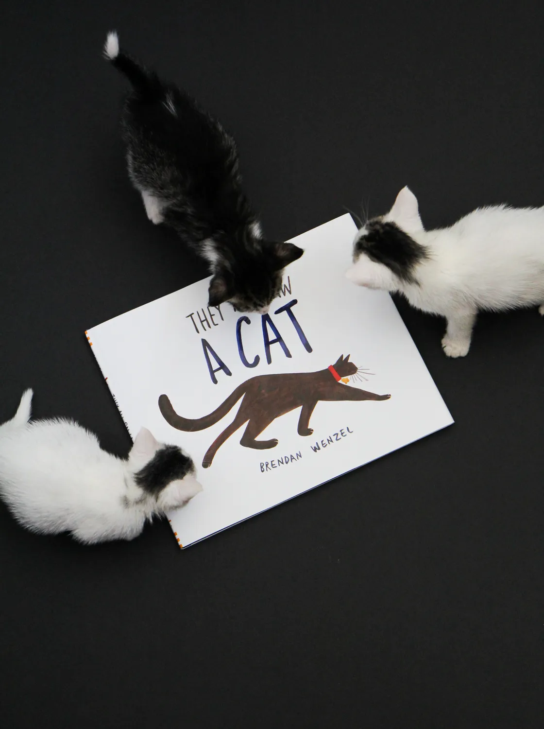 Brendan Wenzel They All Saw a Cat bildebok pocket