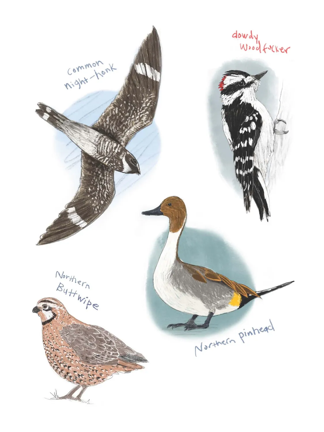 Abrams and Chronicle Field Guide Dumb Birds klistremerkebok 100+
