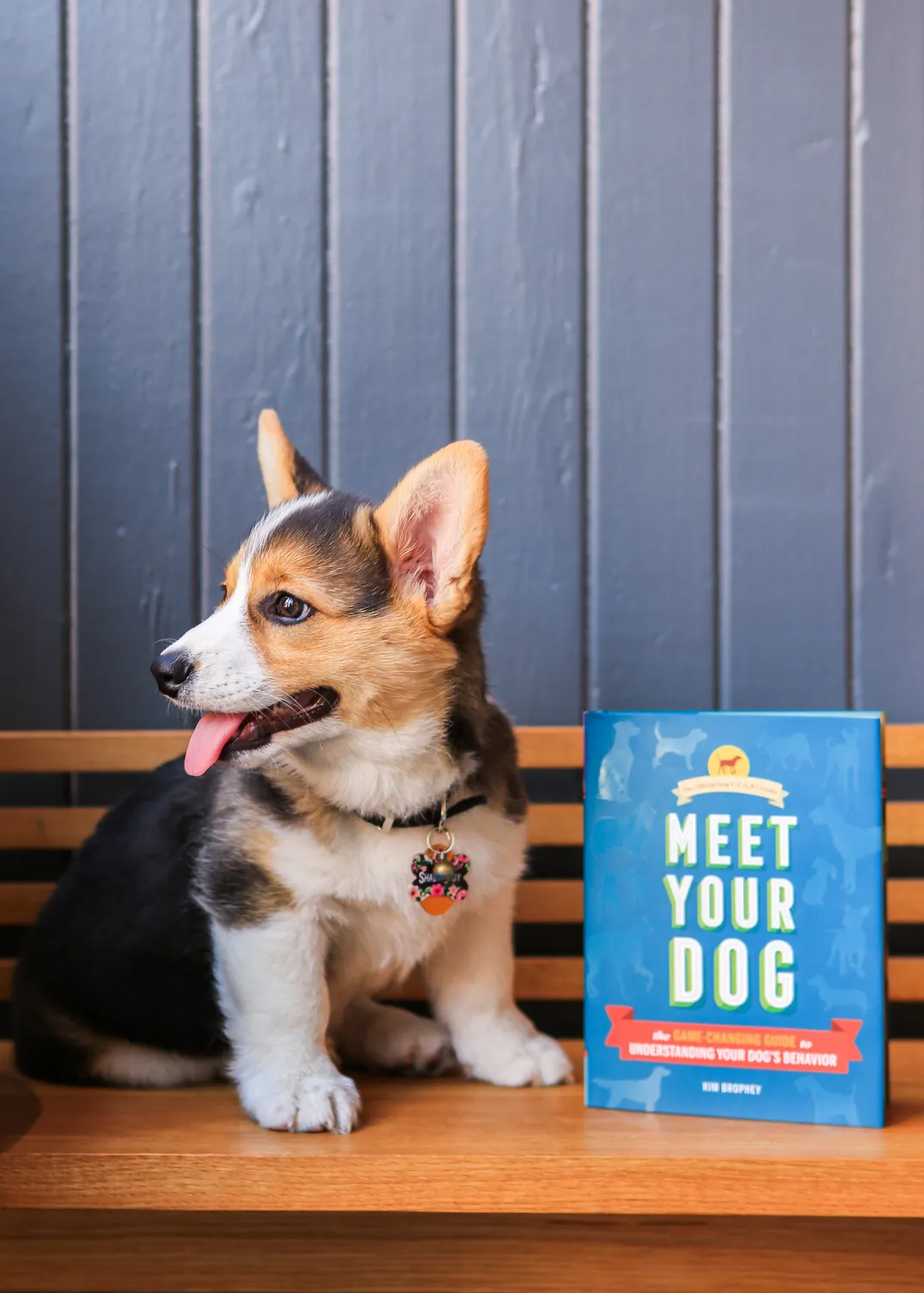 Meet Your Dog innbundet hundebok om adferd
