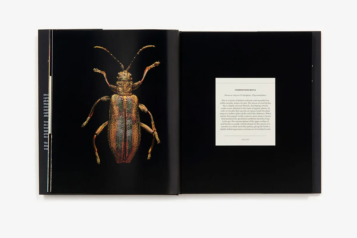 Microsculpture Portraits of Insects bok innbundet fotobok