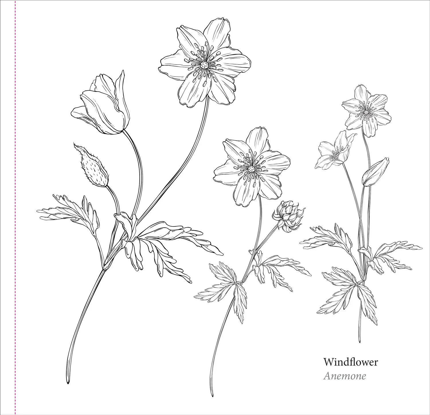 Peter Pauper Press Spring Blooms fargeleggingsbok blomster