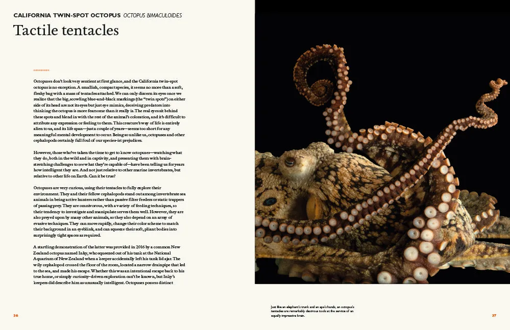 Abrams The Animal Mind innbundet sakprosabok dyreintelligens