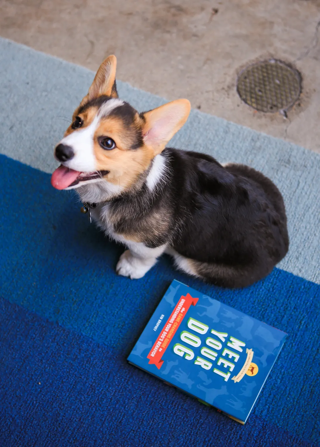 Meet Your Dog innbundet hundebok om adferd
