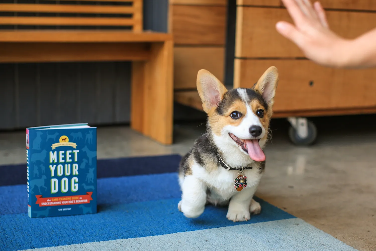 Meet Your Dog innbundet hundebok om adferd