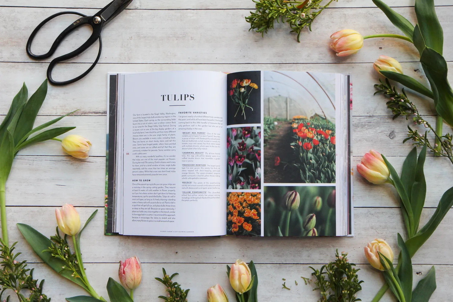 Abrams and Chronicle Floret Farm's Cut Flower Garden blomsterbok