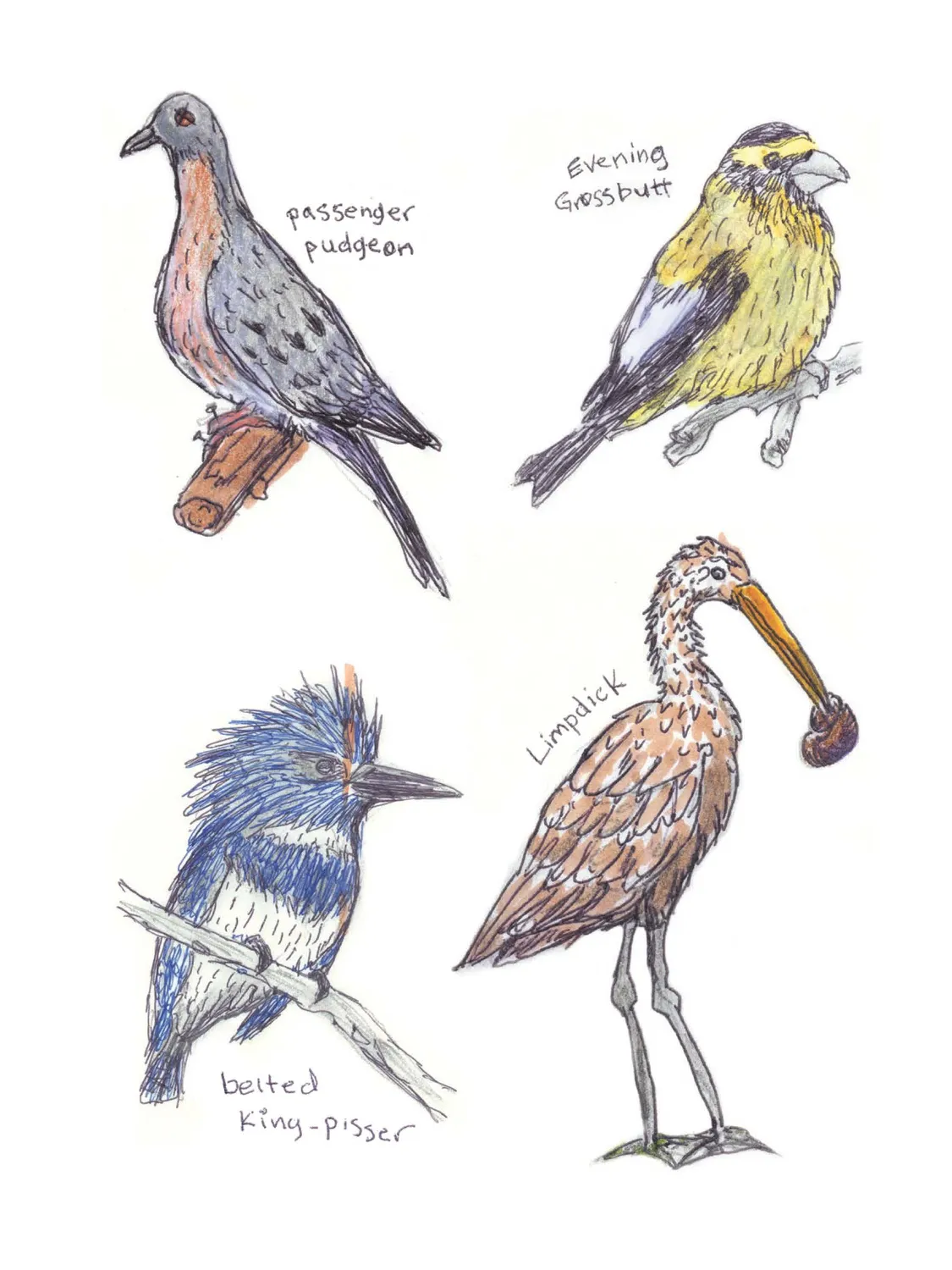 Abrams and Chronicle Field Guide Dumb Birds klistremerkebok 100+