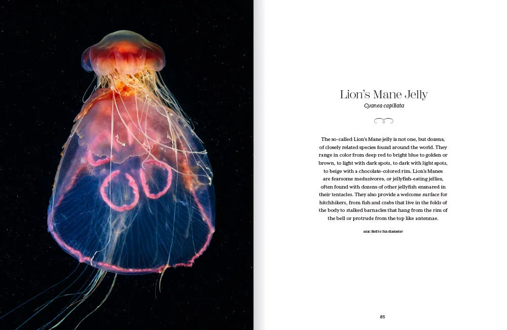 Abrams Shapeshifters The Wondrous World of Jellyfish bok maneter