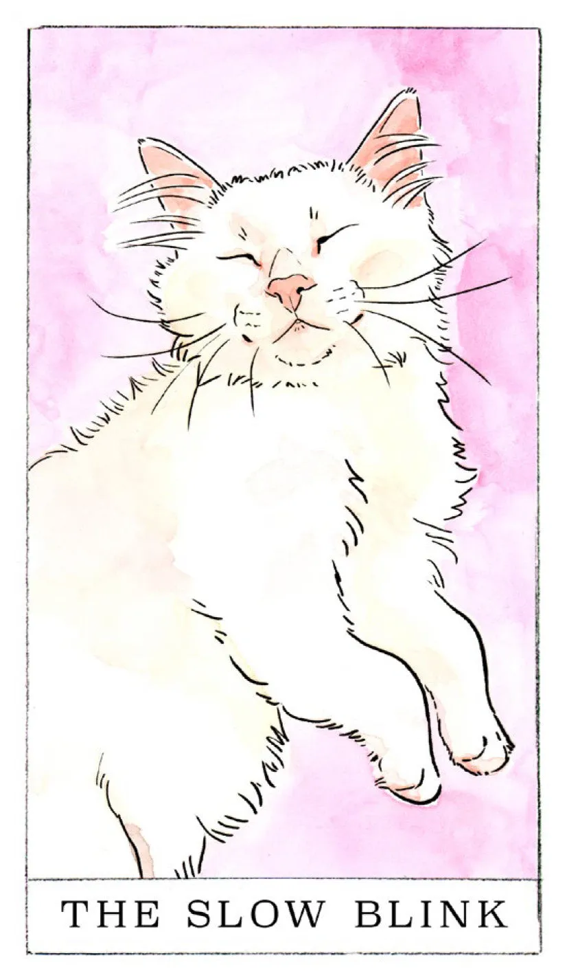 Kitten Oracle orakelkort 50 kort med guidebok katt