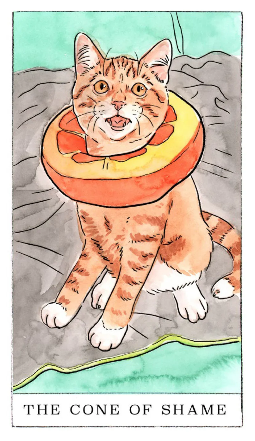 Kitten Oracle orakelkort 50 kort med guidebok katt