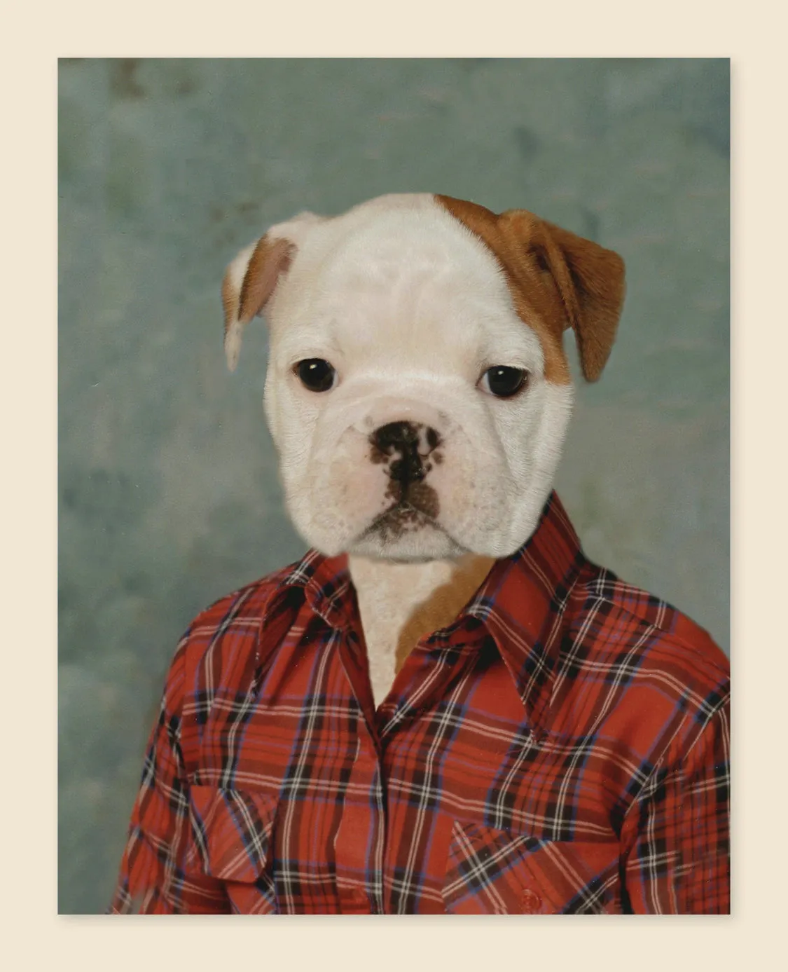 Picture Day Notecards notatkortbok 20 dyreportrett