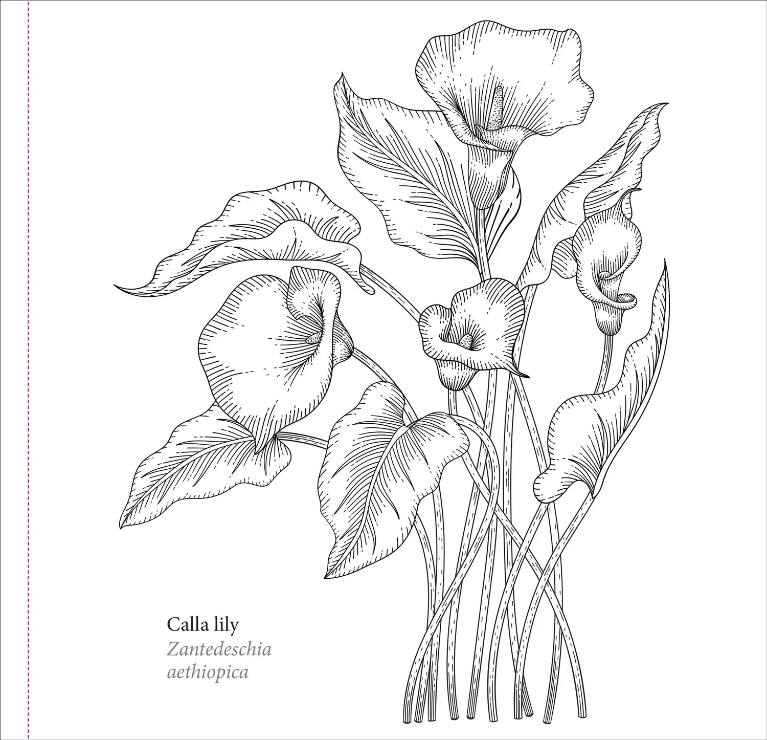 Peter Pauper Press Spring Blooms fargeleggingsbok blomster