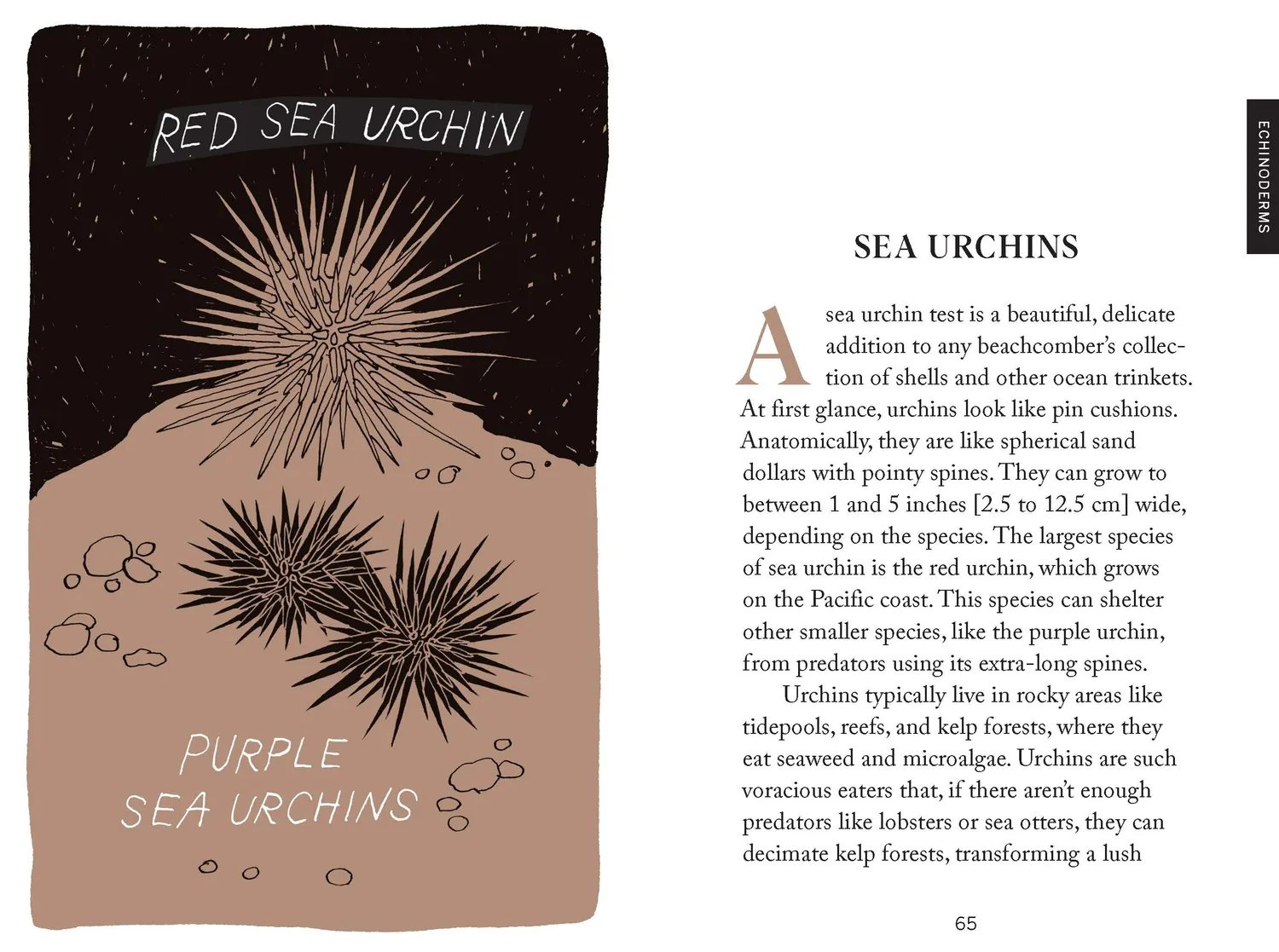 Chronicle Books Pocket Nature Beachcombing lommebok