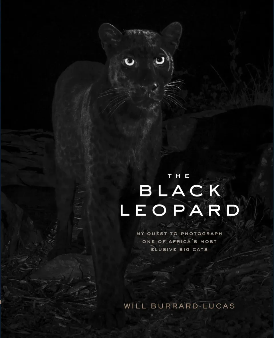 Chronicle Books The Black Leopard innbundet fotobok