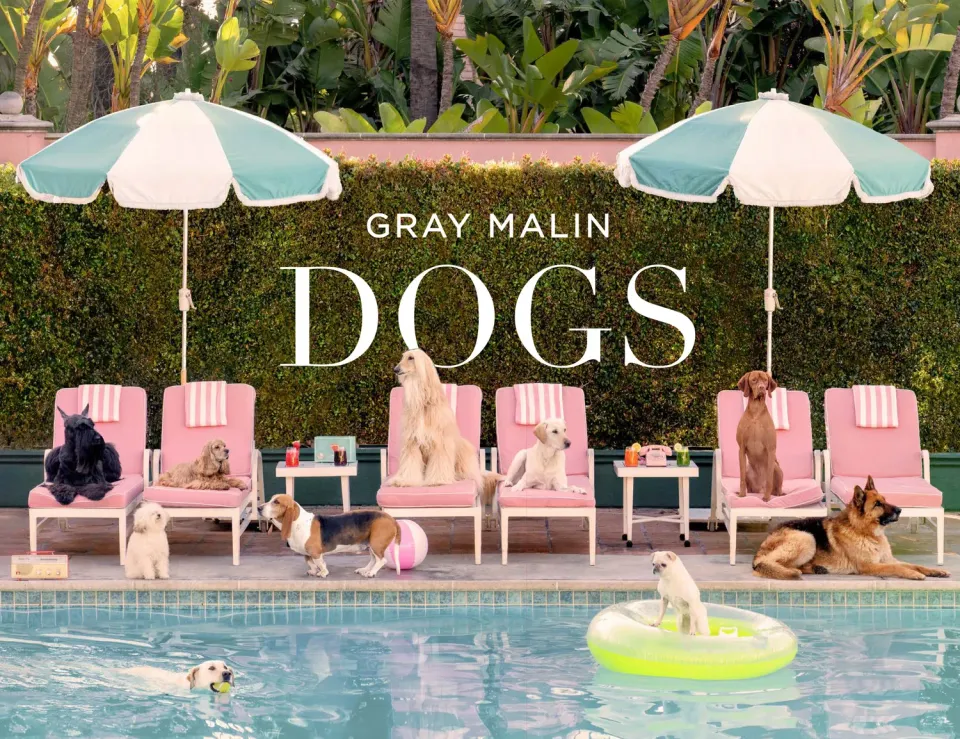 Abrams Gray Malin Dogs innbundet fotobok hunder