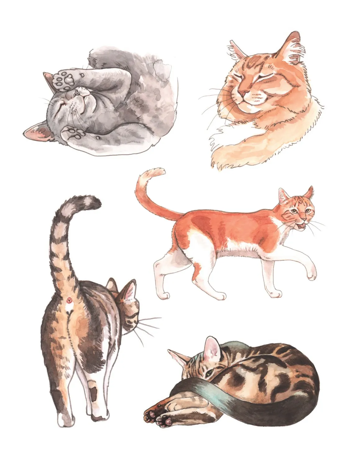 Abrams and Chronicle The Cat's Meow klistremerkebok 100+ katter