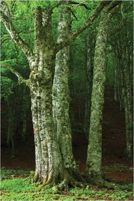 Abrams Trees and Forests innbundet naturbok