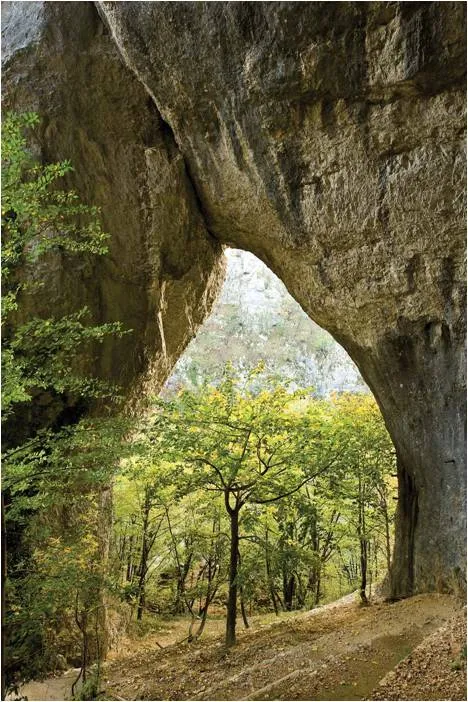 Abrams Trees and Forests innbundet naturbok