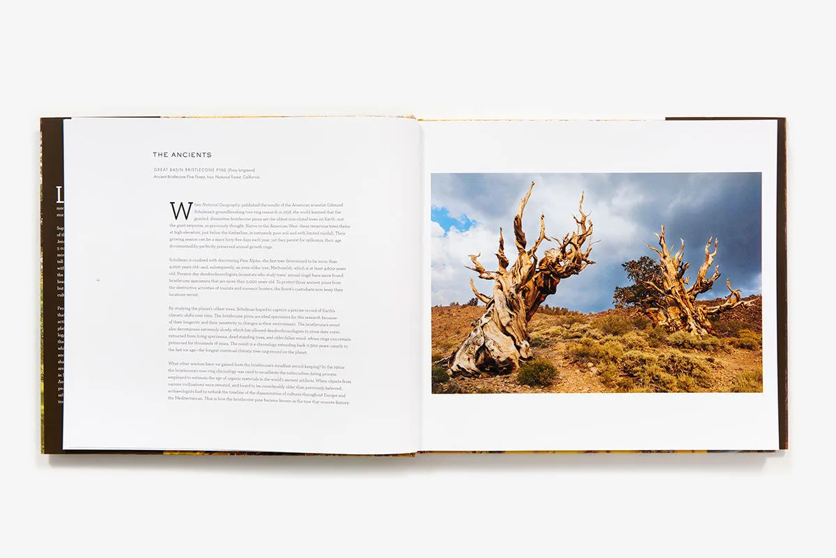 Abrams Wise Trees fotobok innbundet natur