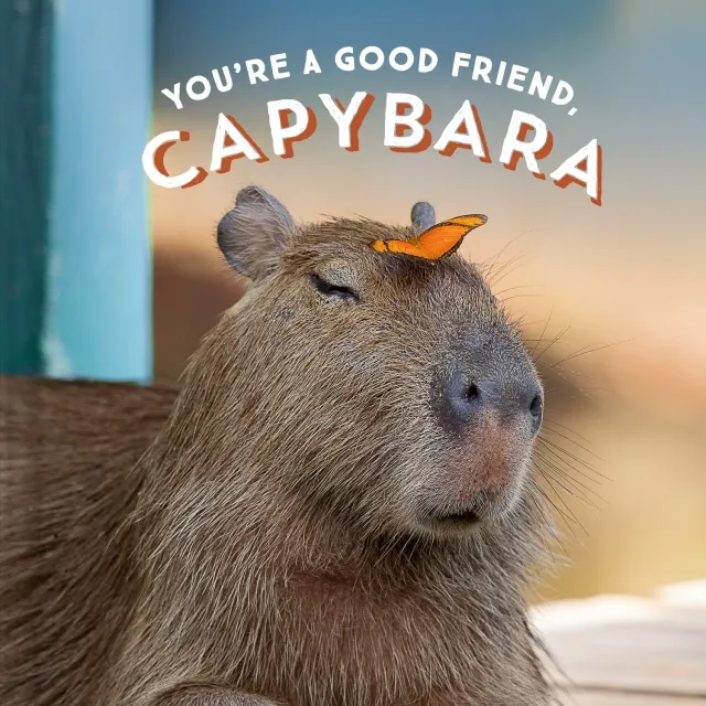 Abrams and Chronicle You're a Good Friend Capybara innbundet gavebok
