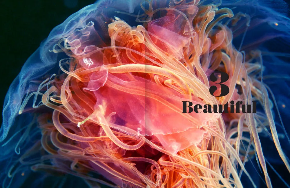 Abrams Shapeshifters The Wondrous World of Jellyfish bok maneter