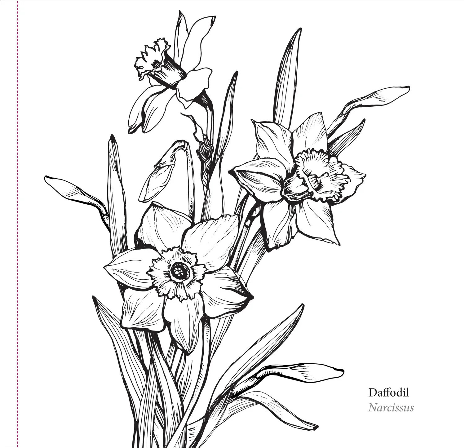 Peter Pauper Press Spring Blooms fargeleggingsbok blomster