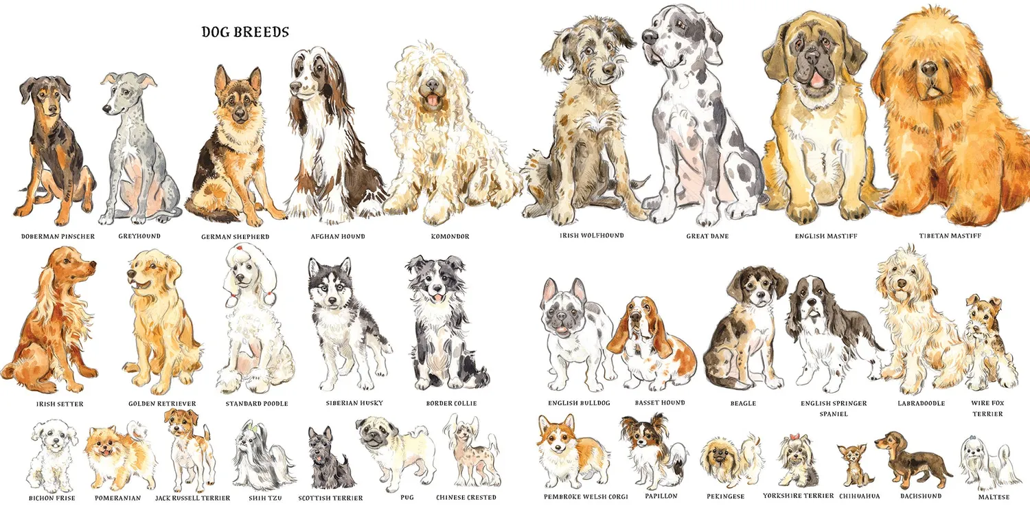 Abrams and Chronicle Dogs innbundet faktabok hunder 4-8 år