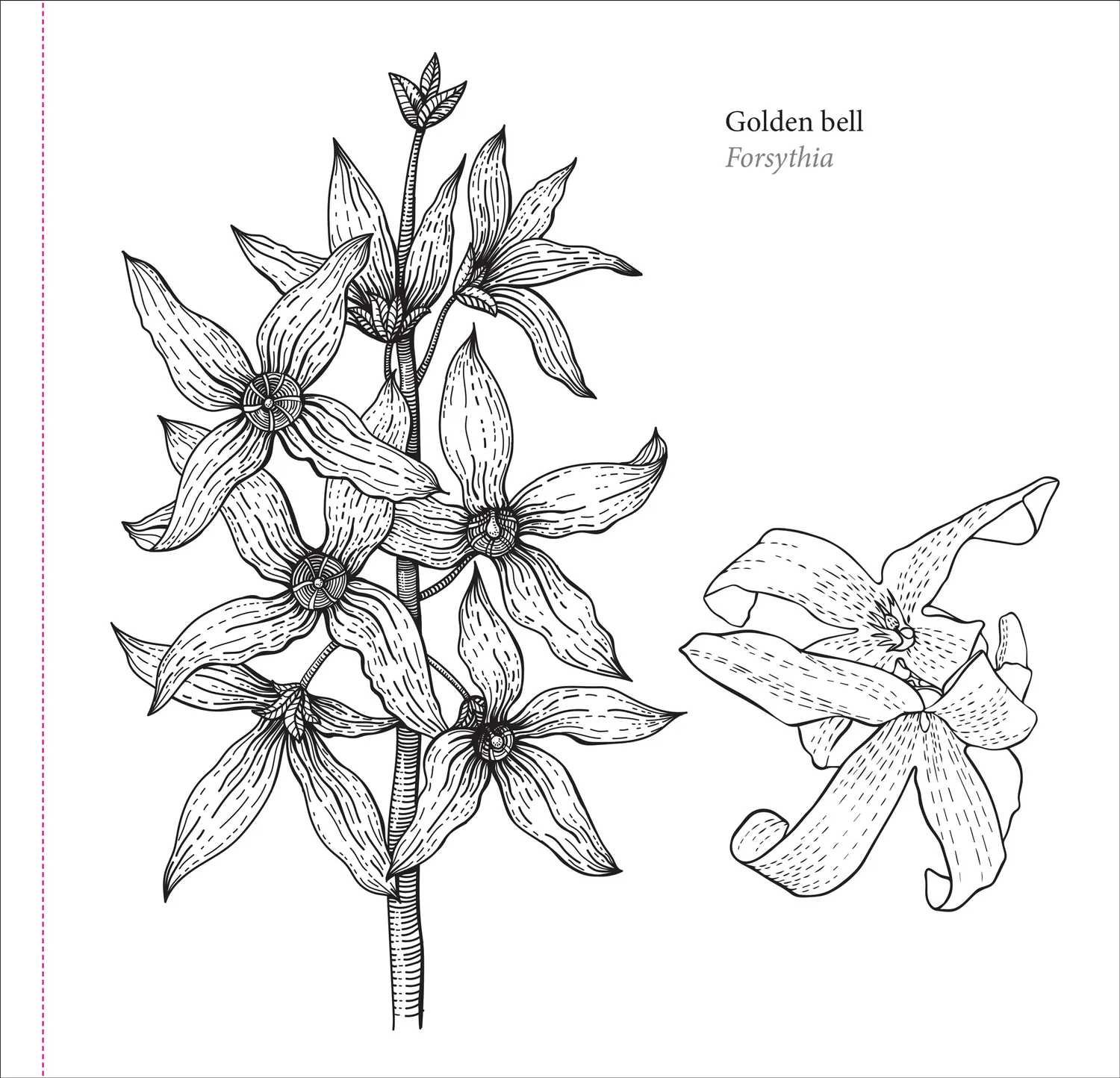 Peter Pauper Press Spring Blooms fargeleggingsbok blomster