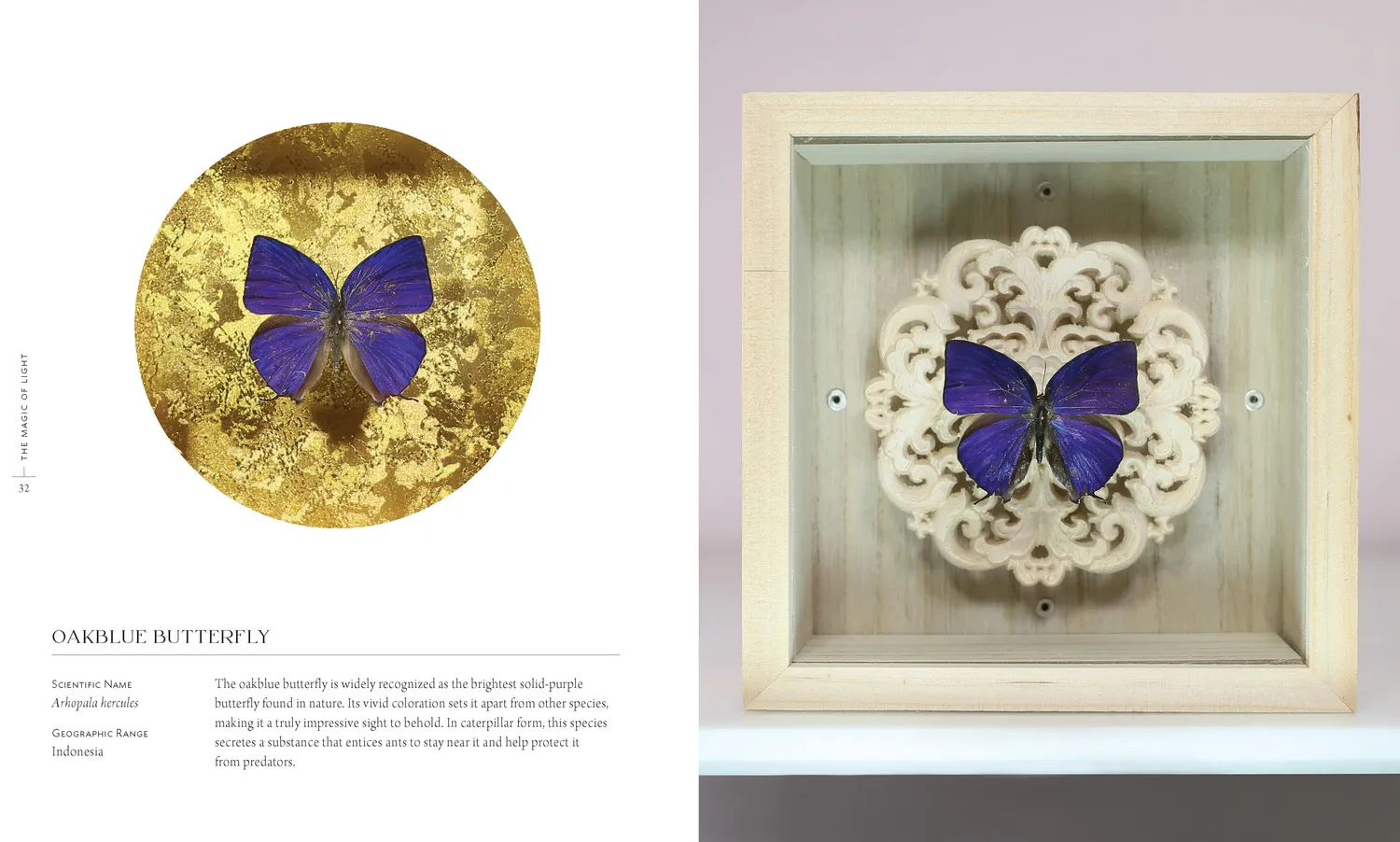 Abrams and Chronicle Beautiful Bugs innbundet faktabok insekter