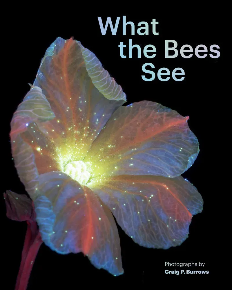 Chronicle What the Bees See bok innbundet bier