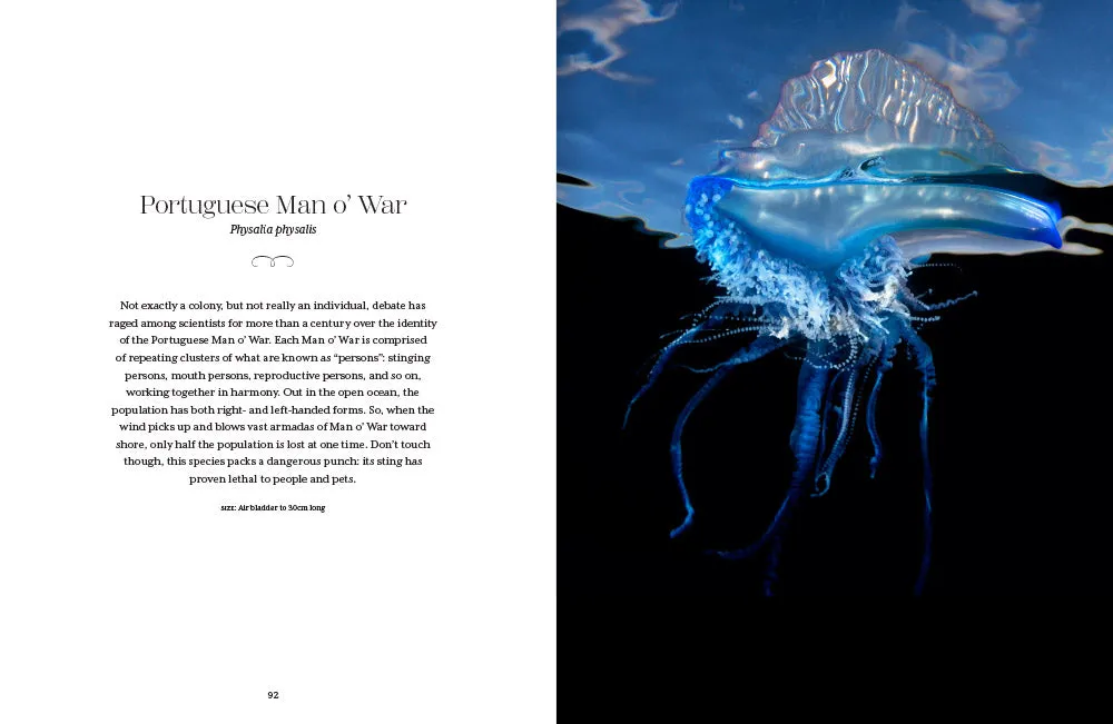 Abrams Shapeshifters The Wondrous World of Jellyfish bok maneter