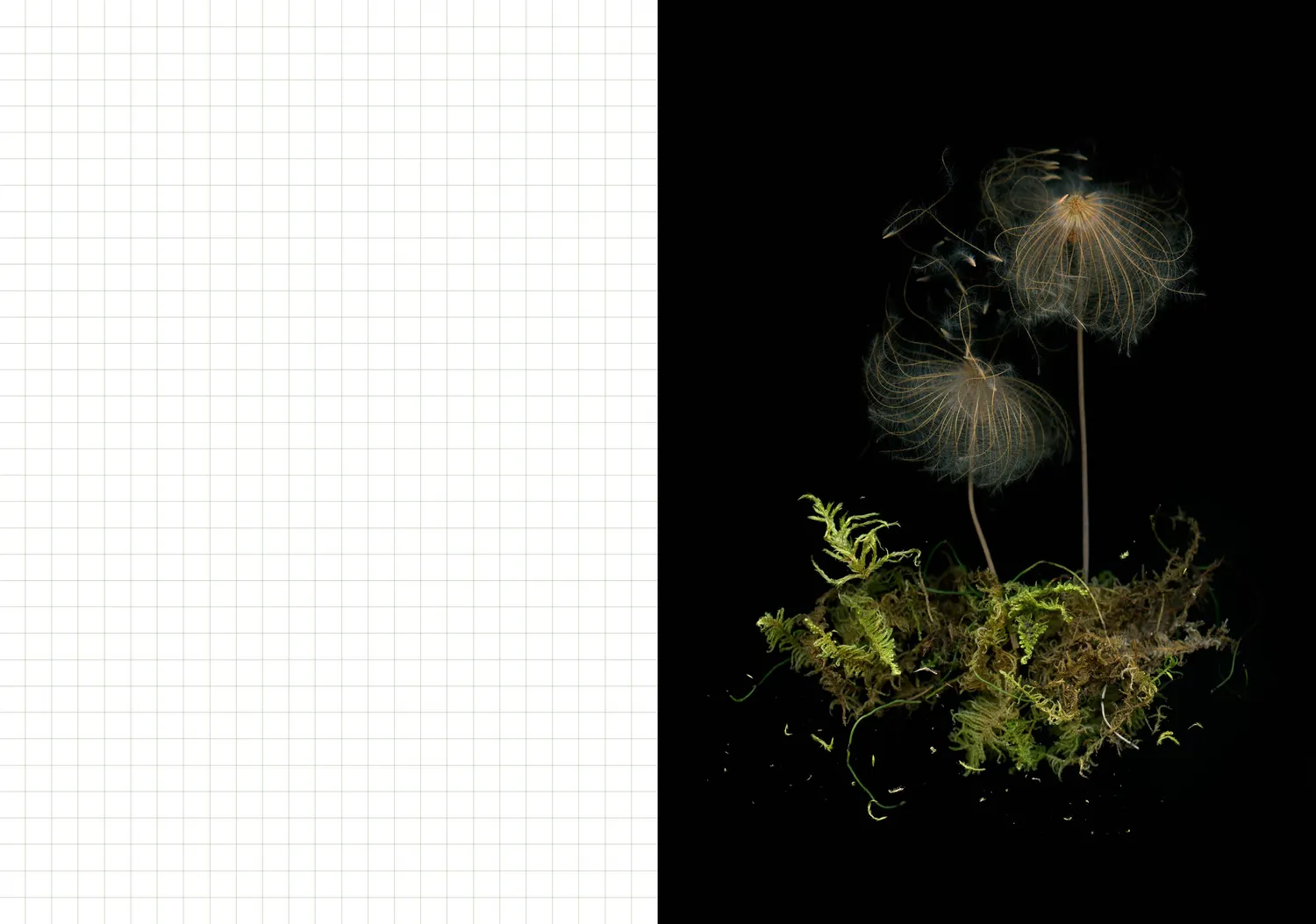 Chronicle Books Deep Dark Forest Mushroom Journal notatbok sopp