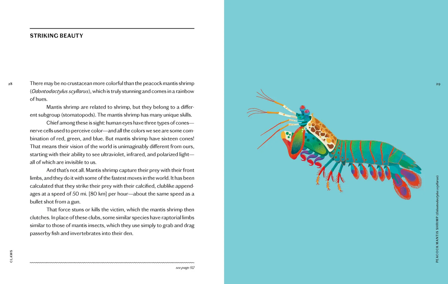 Princeton Claws Crab Lobster Shrimp innbundet naturbok havdyr