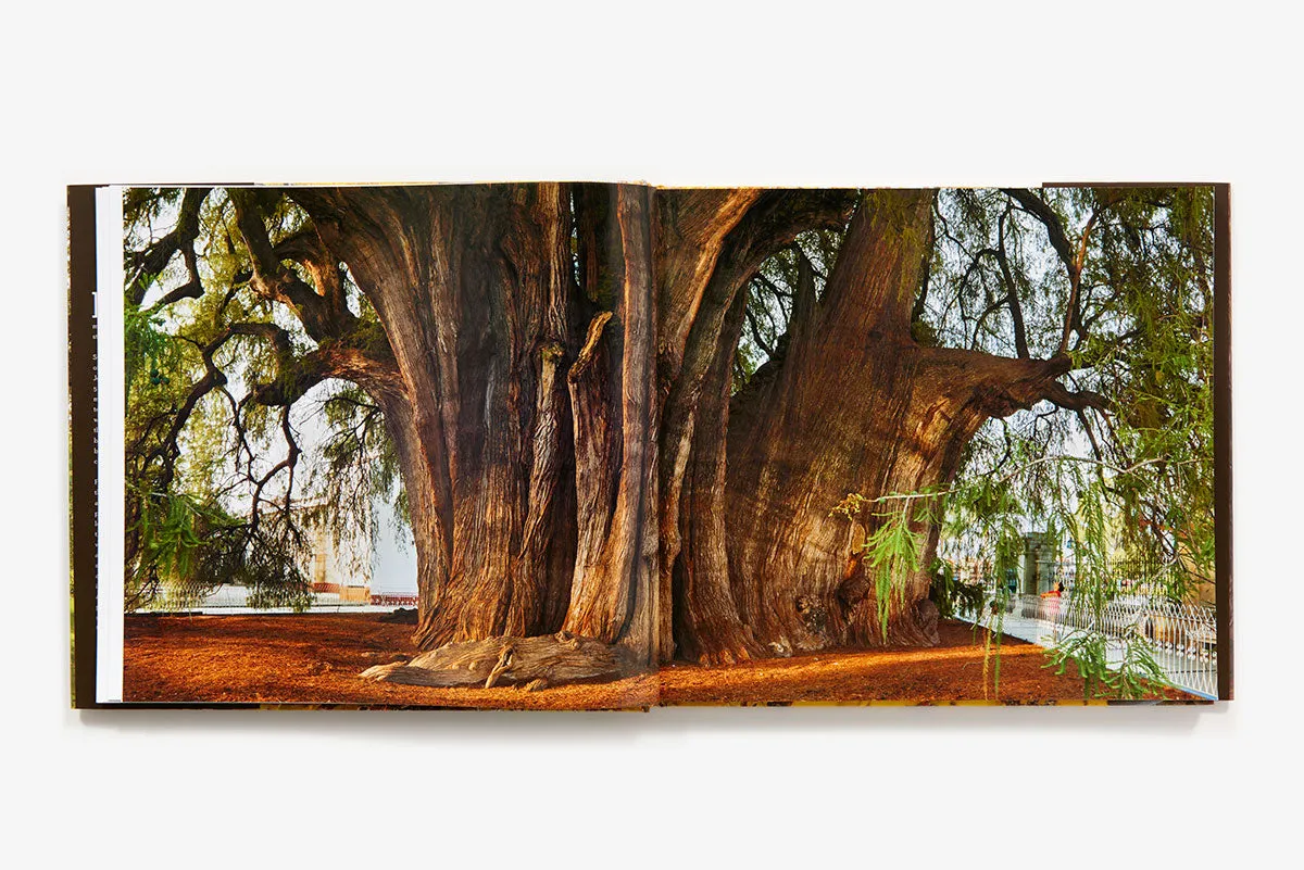 Abrams Wise Trees fotobok innbundet natur