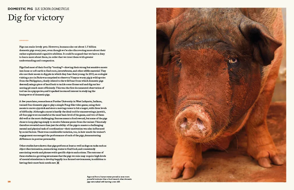 Abrams The Animal Mind innbundet sakprosabok dyreintelligens
