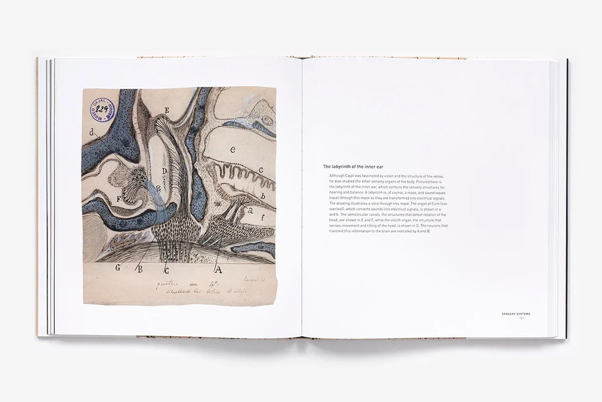 Abrams The Beautiful Brain kunstbok innbundet hjerne