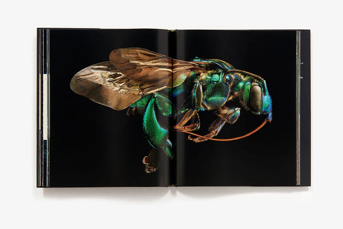 Microsculpture Portraits of Insects bok innbundet fotobok