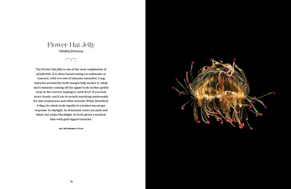 Abrams Shapeshifters The Wondrous World of Jellyfish bok maneter