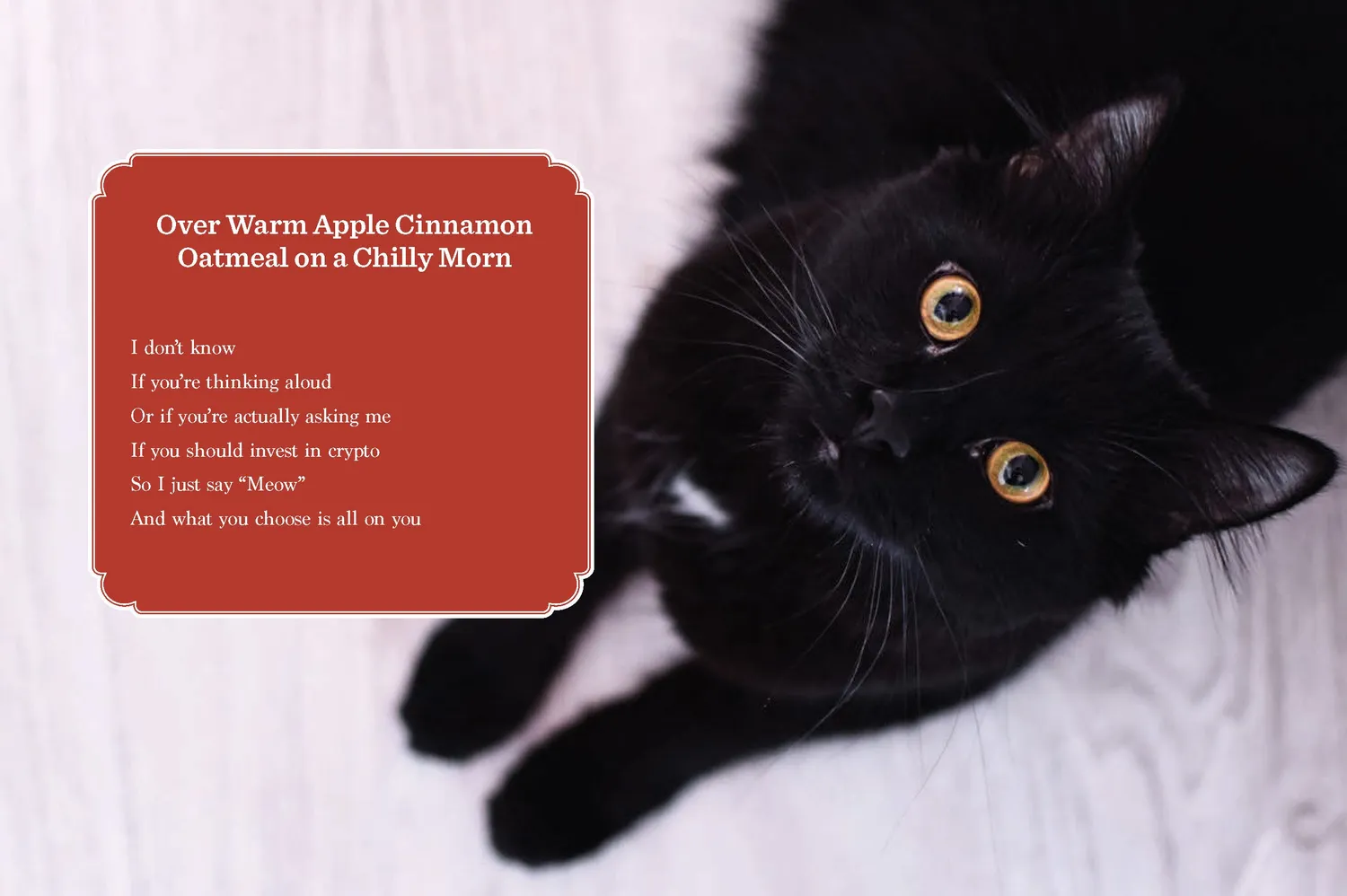 Abrams and Chronicle Cancel Your Plans innbundet diktbok katter