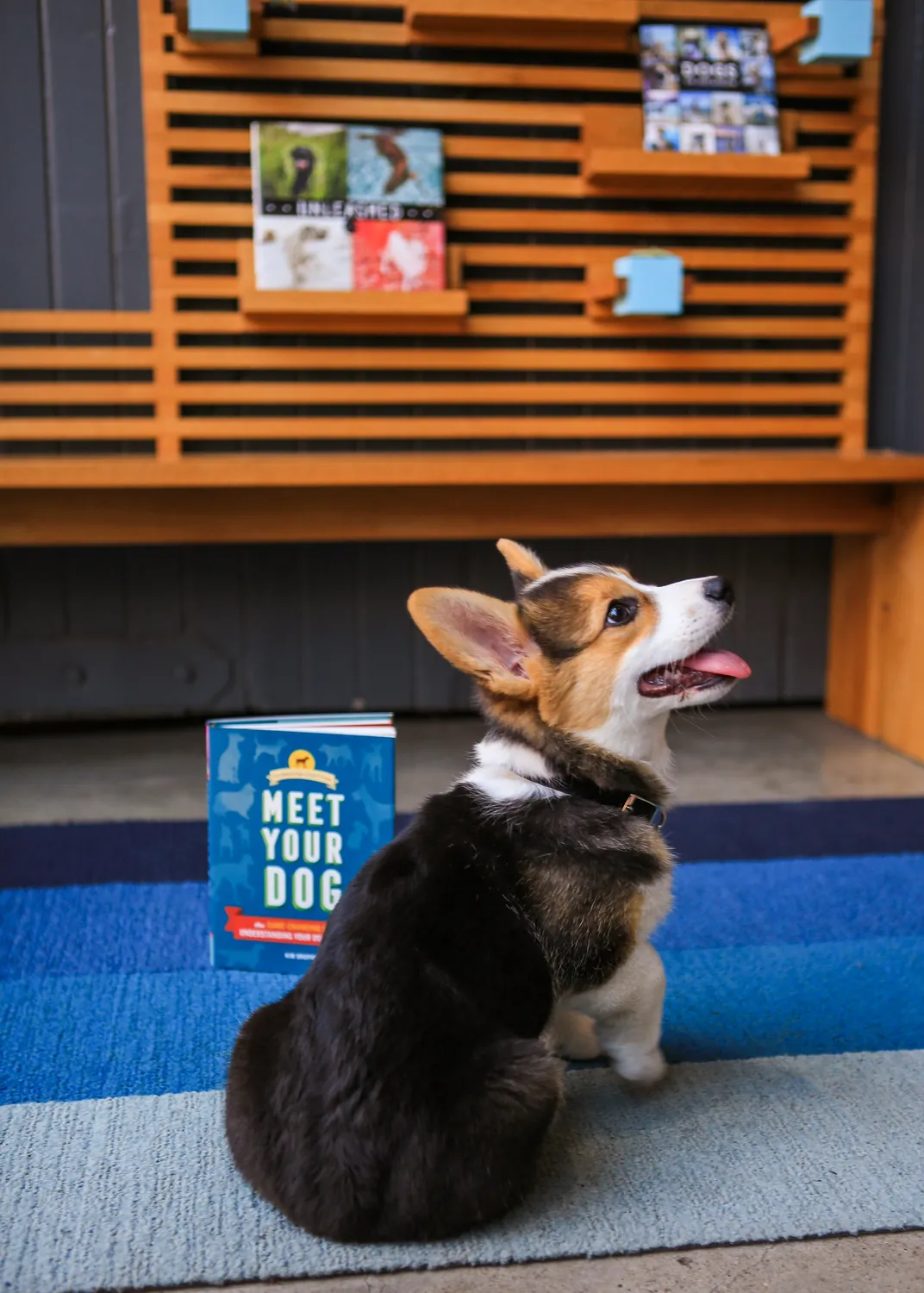 Meet Your Dog innbundet hundebok om adferd