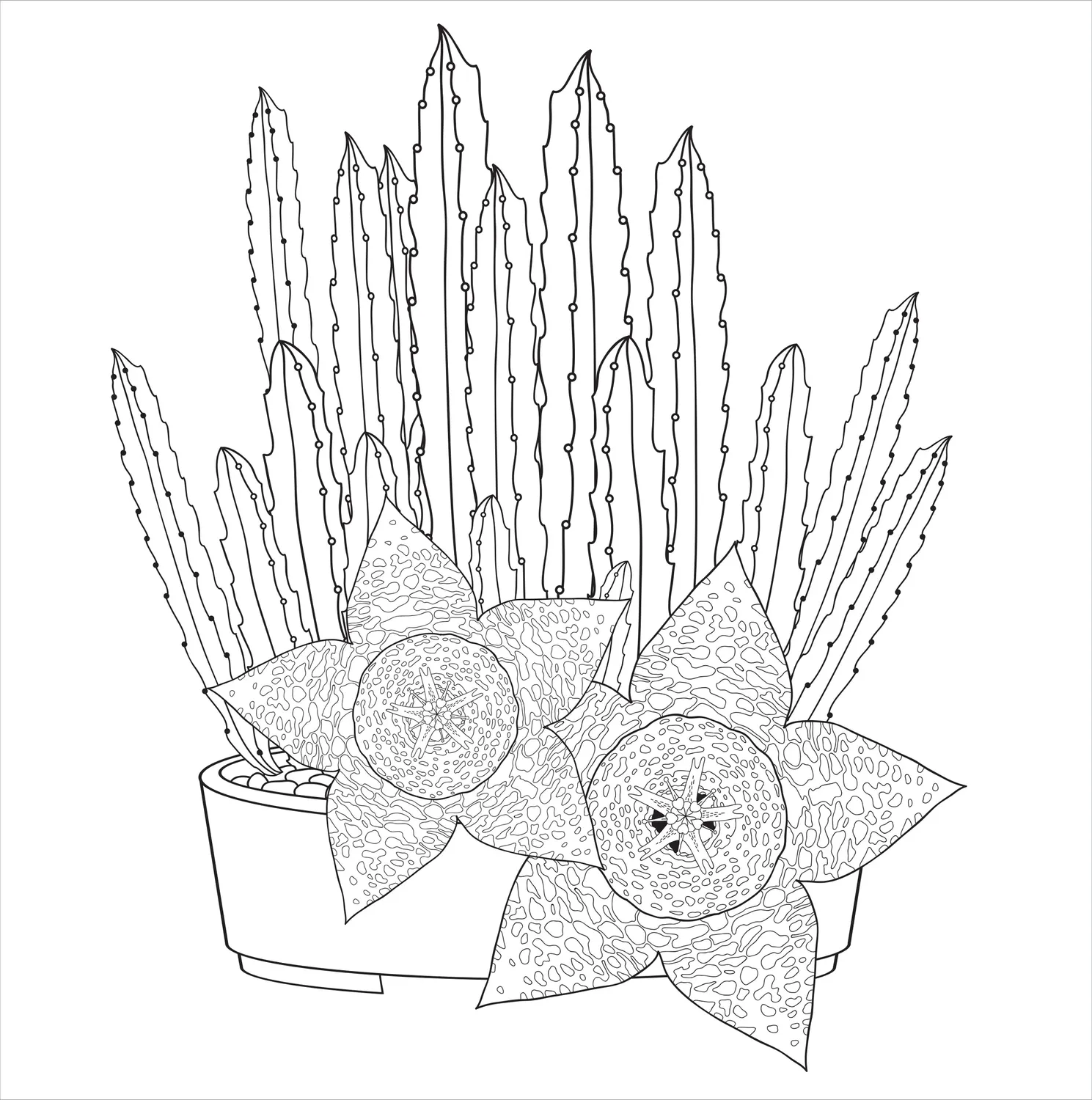 Peter Pauper Press Succulents fargeleggingsbok 31 motiver