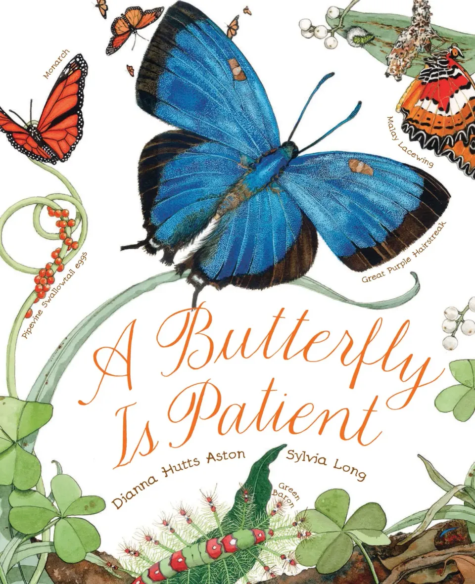 A Butterfly Is Patient barnebok pocket sommerfugler