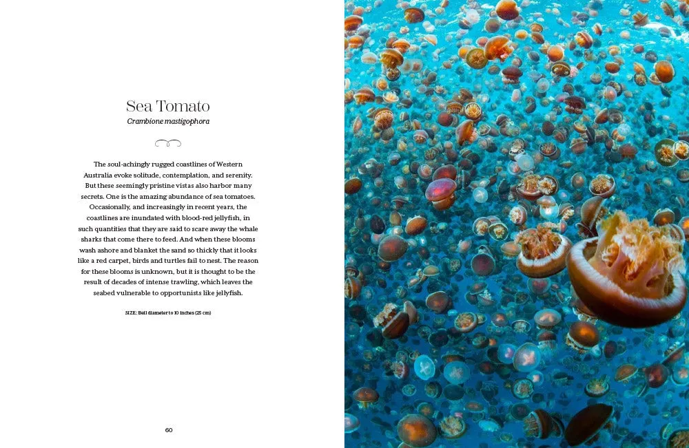 Abrams Shapeshifters The Wondrous World of Jellyfish bok maneter