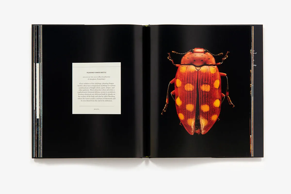 Microsculpture Portraits of Insects bok innbundet fotobok