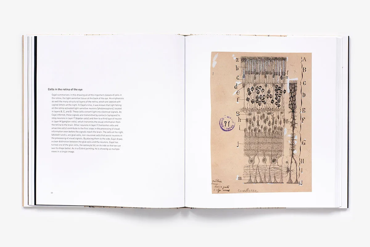 Abrams The Beautiful Brain kunstbok innbundet hjerne